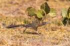 USA, Texas, Big Bend National Park. Greater roadrunner hunting for prey. Art Print